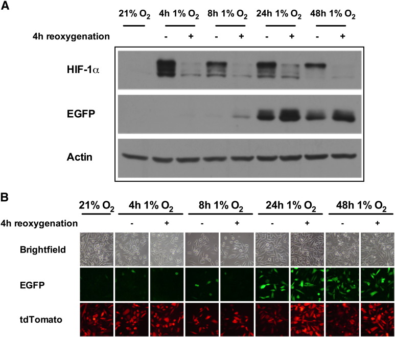 Figure 4