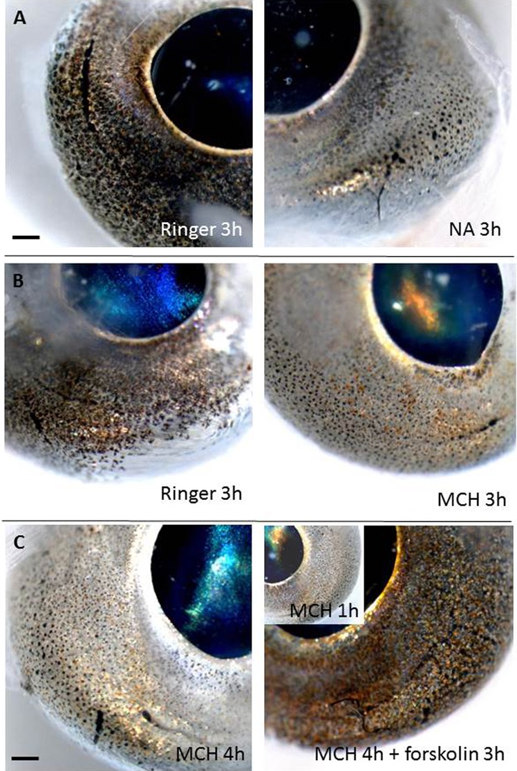 Fig. 3.