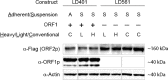 Appendix 1—figure 1.