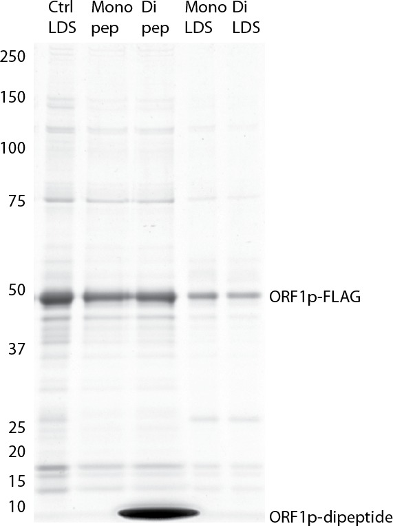 Appendix 1—figure 7.