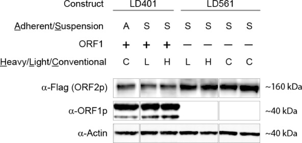 Appendix 1—figure 1.