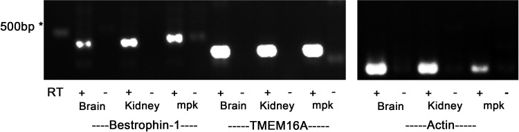 Fig. 10.