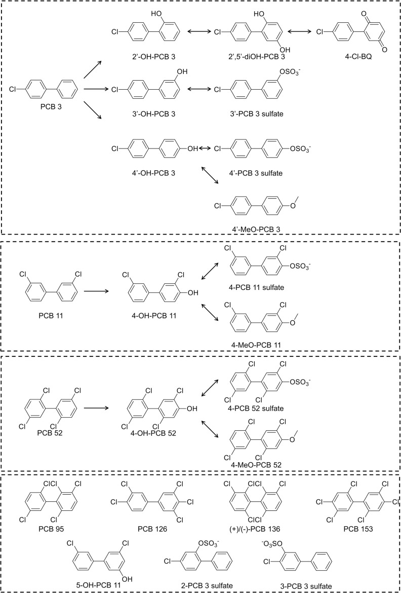 Figure 1 is a schematic diagram of Polychlorinated biphenyls and their metabolites, including three lower chlorinated P C Bs, namely, P C B 3, P C B 11, and P C B 52 and a selection of hydroxylated, di-hydroxylated, methoxylated, and sulfated metabolites, namely, P C B 95, P C B 126, plus or minus P C B 136, P C B 153, 2-P C B 3 sulfate, and 3-P C B 3 sulfate. P C B 3 is connected to 2 prime-O H-P C B 3, 3 prime-O H-P C B 3, and 4 prime-O H-P C B 3 with forward arrow. 2 prime-O H-P C B 3 is connected to 2 prime, 5 prime-d i O H-P C B 3 with a bidirectional arrow, which is connected to 4-C I-B Q with a bidirectional arrow; 3 prime-O H-P C B 3 is connected to 3 prime-P C B 3 sulfate with a bidirectional arrow; and 4 prime-O H-P C B 3 is connected to 4 prime P C B 3 sulfate and 4 prime-M e O-P C B 3, each with a bidirectional arrow. P C B 11 is connected to 4-O H-P C B 11 with a forward arrow, which is connected to 4-P C B 11 sulfate and 4-M e O-P C B 11, each with a bidirectional arrow. P C B 52 is connected to 4-O H-P C B 52 with a forward arrow, which is connected to 4-P C B 52 sulfate and 4-M e O-P C B 52, each with a bidirectional arrow.