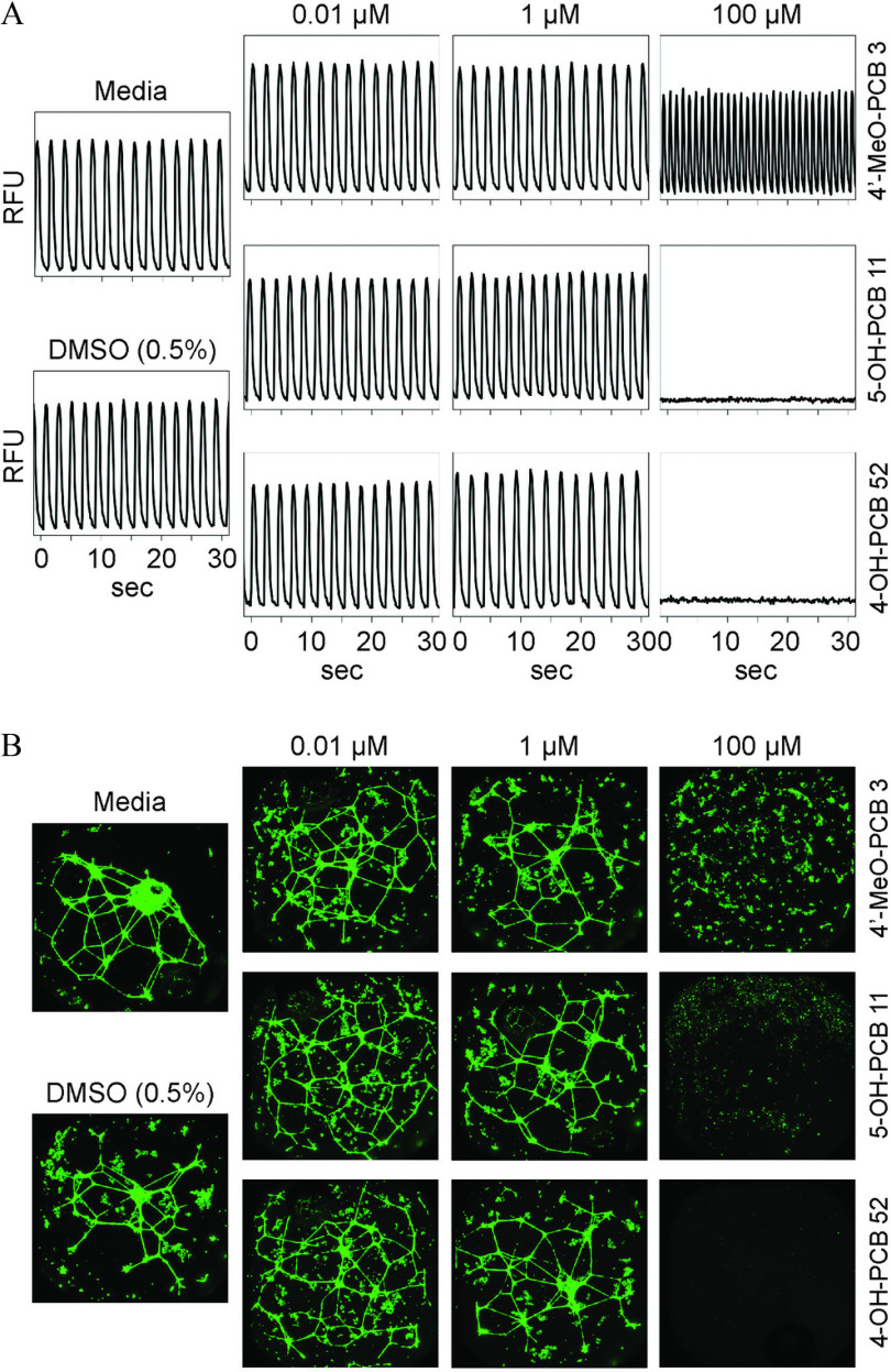 Figure 2A is a display of C a squared positive flux traces for media and D M S O (0.5 percent) under R F U. It displays effects of polychlorinated biphenyl metabolites, namely, 4-M e O-P C B 3, 5-O H-P C B 11, and 4-O H-P C B 52 in three columns, namely, 0.01 microMolar, 1 microMolar, and 100 microMolar, each showing results for 30 seconds in increments of 10. Figure 2B is a display of tubular networks for media and D M S O (0.5 percent). It displays effects of polychlorinated biphenyl metabolites, namely, 4 prime-M e O-P C B 3, 5-O H-P C B 11, and 4-O H-P C B 52 in three columns, namely, 0.01 microMolar, 1 microMolar, and 100 microMolar.