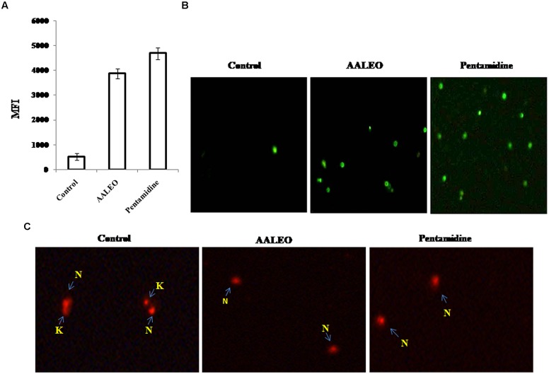 FIGURE 4