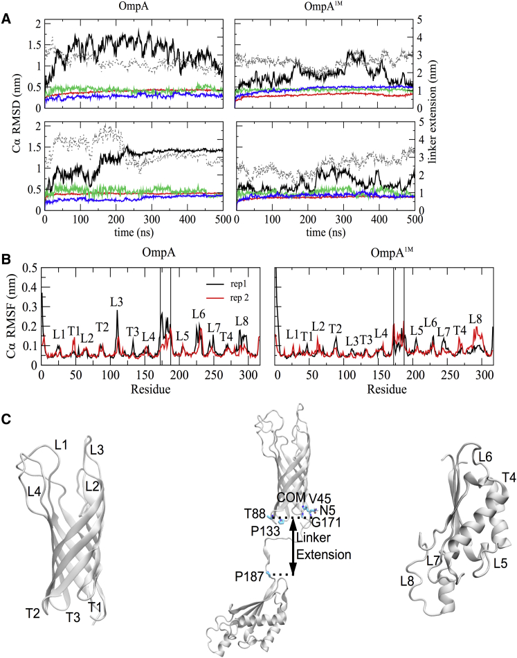 Full-Length OmpA: Structure, Function, and Membrane Interactions ...