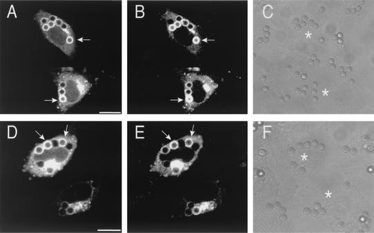 FIG. 8.