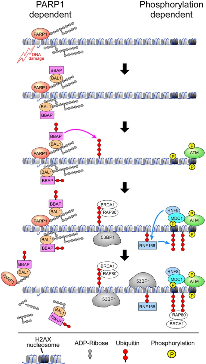 Fig 10