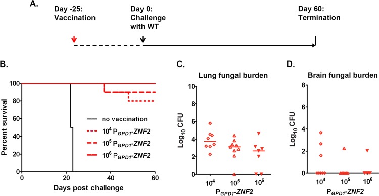 FIG 4 