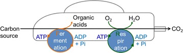 Fig. 1