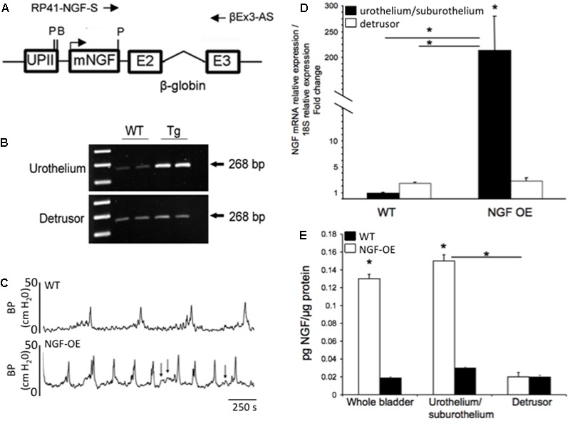 FIGURE 3