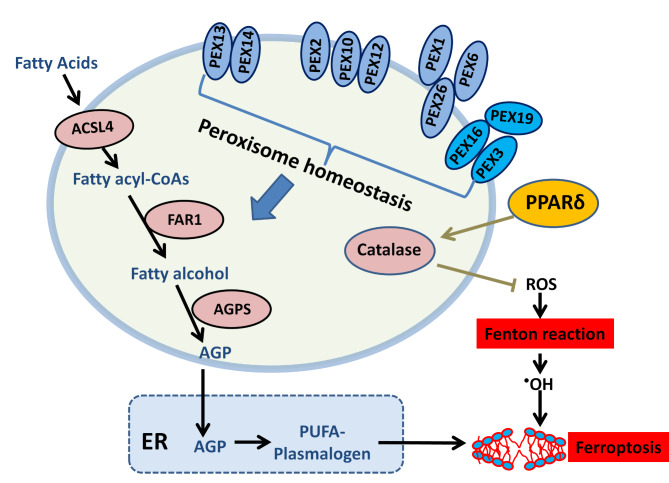 Peroxisomal homeostasis in metabolic diseases and its implication in ...