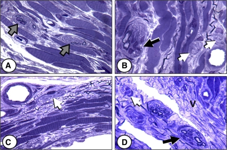 Fig. 5.