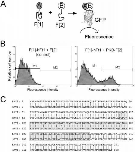 FIG. 1.