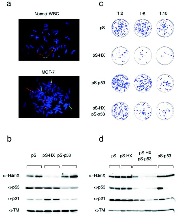 FIG. 6.