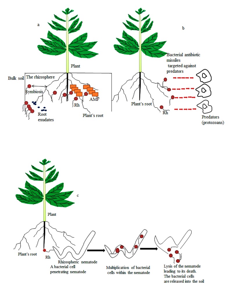 Fig. (1)