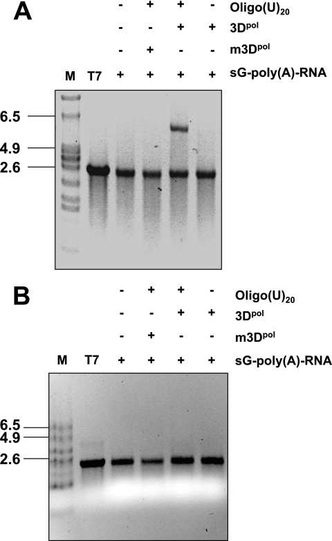 FIG. 6.