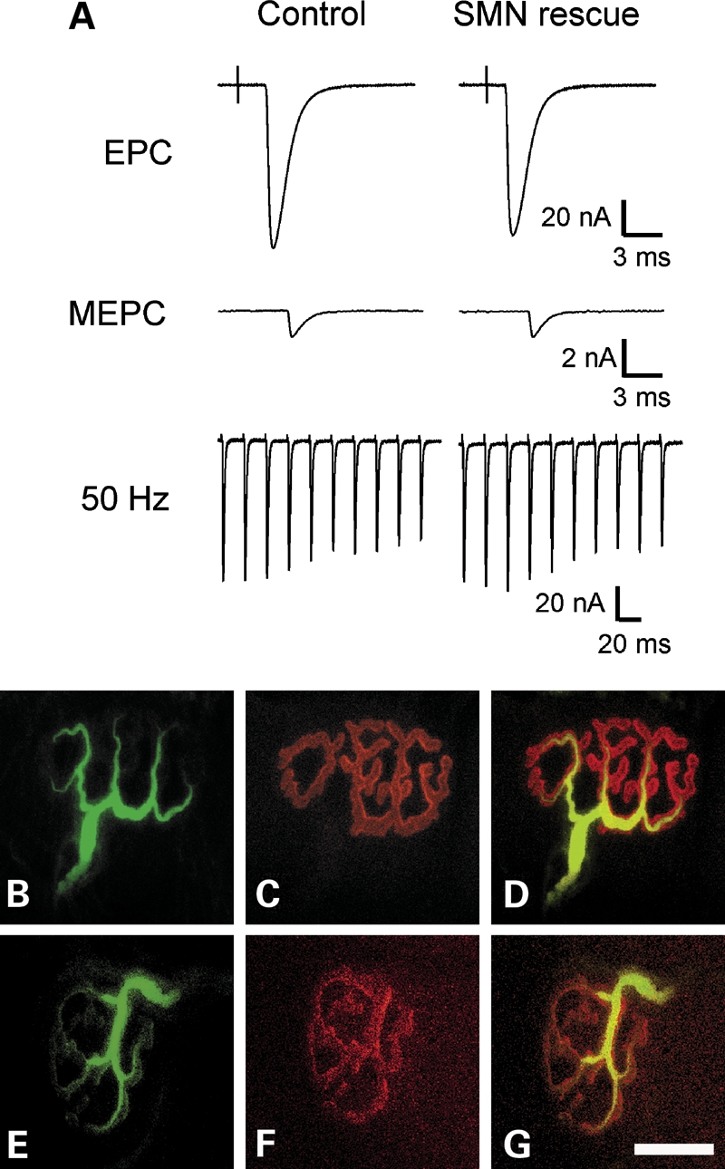 Figure 7.