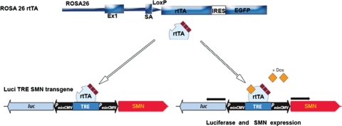 Figure 1.