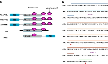 Fig. 1