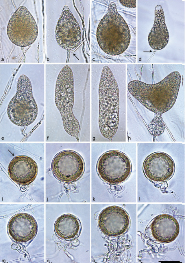 Fig. 10