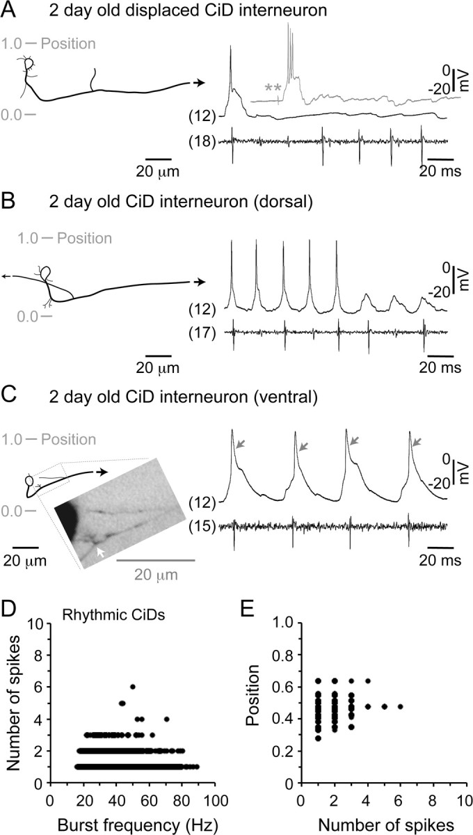 Figure 5.