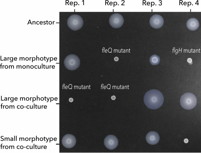 The image shows swimming halos across replicates of an ancestral strain, with large morphotypes in monocultures and small ones in co-cultures. Mutations in fleQ and flgH are identified, with varying swimming halos throughout the experiments.