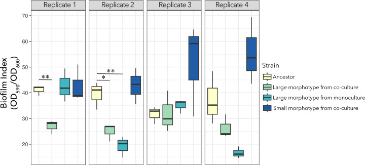 The plots display the biofilm index for the ancestral strain, large morphotypes from both monocultures and co-cultures, and small morphotypes from co-cultures across replicates. Differences in biofilm formation between these strains are highlighted.