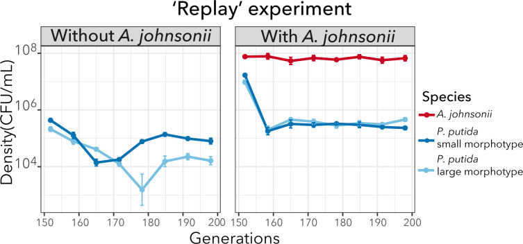 The line graphs show a replay experiment comparing bacterial density over generations. One graph shows results without A. johnsonii, and the other with A. johnsonii. The densities of P. putida small and large morphotypes are plotted with distinct trends.