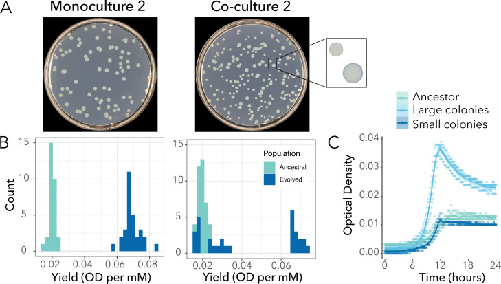 The figure shows a petri dish with bacterial colonies comparing monoculture and co-culture growth, bar graphs displaying yield distributions for ancestral and evolved populations, and a line graph showing optical density changes to show growth dynamics.