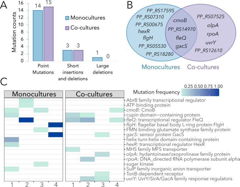 The bar graph compares mutation counts in monocultures and cocultures, short insertions, and large deletions, along with a Venn diagram displaying shared and unique mutated genes and a heatmap showing mutation frequencies across different genes.