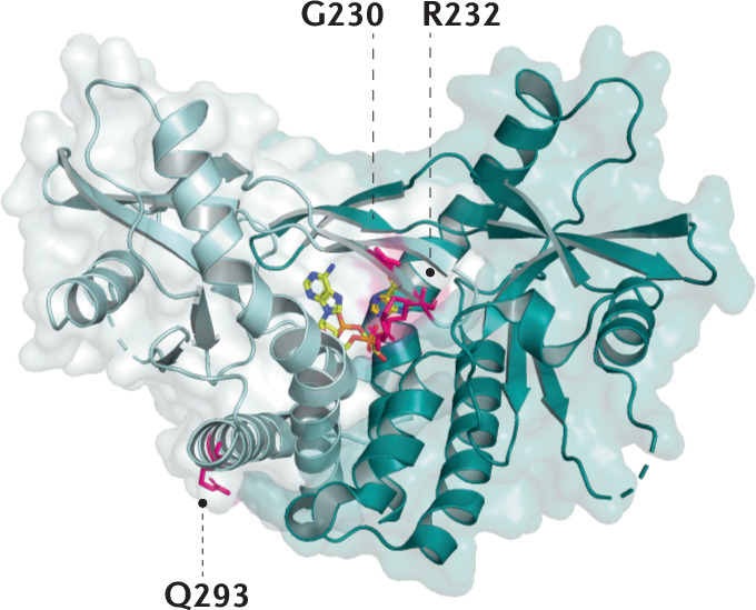 Box 2 Human STING allelic variants relevant for drug targeting