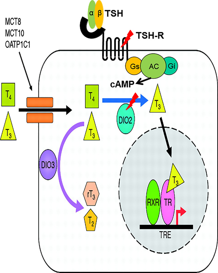 Figure 3