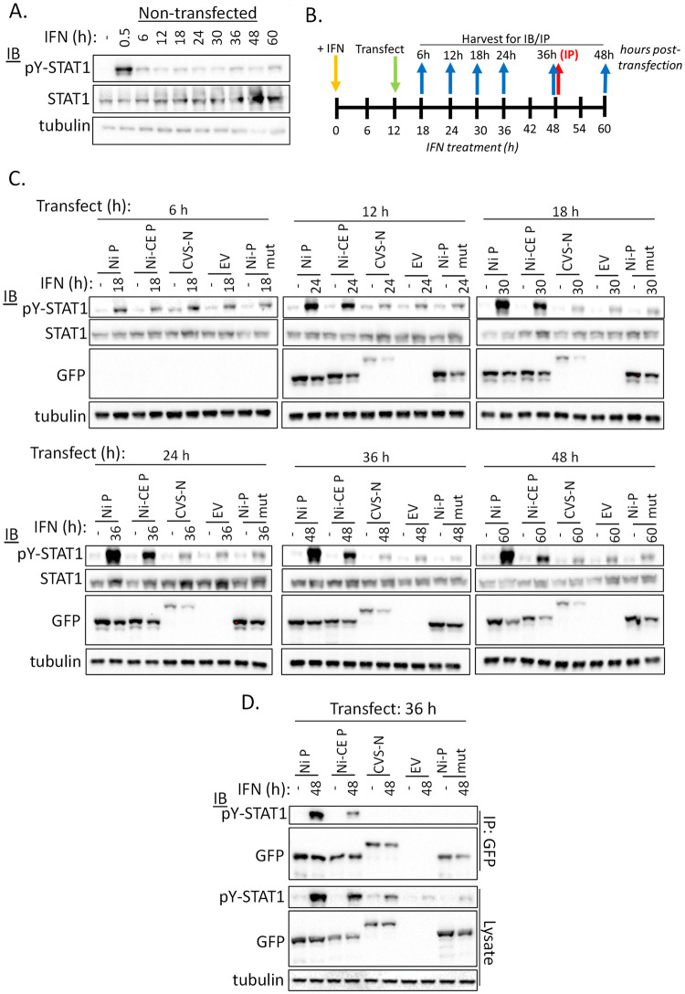 Fig 5