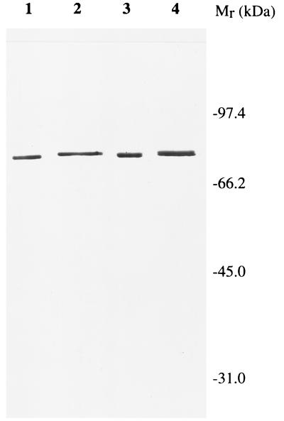 FIG. 7