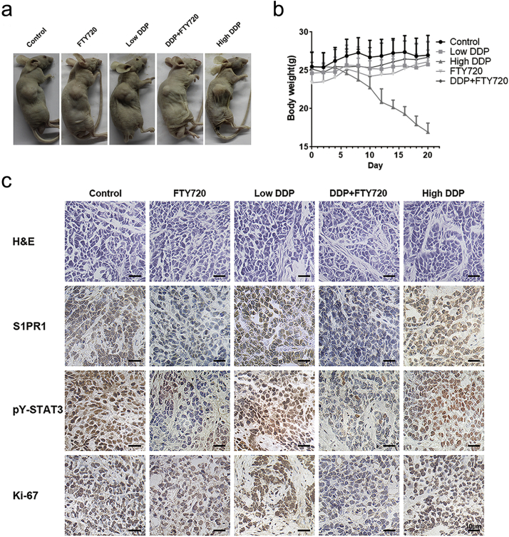 Supplementary Fig. S4