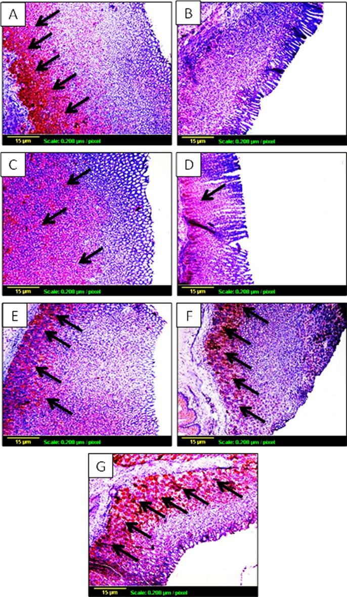 Fig. 6