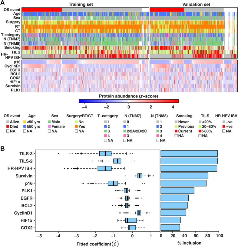 Figure 2. A, Heatmaps summarizing the molecular and clinical data from training and validation sets. Rows contain clinical covariates and molecular biomarkers, while columns contain patients. Protein abundance H-scores (range: 0–300) were divided by 30 and Z transformed (μ = 0, σ = 1) for training and validation sets separately. Column order in each of the training and validation sets was determined by first sorting (low to high Z-score) on the protein biomarkers one by one (bottom up) and then OS event. B, Box plots displaying range of fitted coefficients including 25th percentile (Q1), median, and 75th percentile (Q3). To test the stability of the variables selected in the multivariable model, bootstrapping was performed on the training cohort (1,000 times) and Cox proportional hazards model was fitted with backward elimination on each subset. For each bootstrap iteration, coefficients of the resulting variables selected by the model are displayed in the box plots alongside their % frequency of inclusion over 1,000 iterations. Bootstrapping results confirmed the relative importance of variables in our original model (Supplementary Table S6), as these were ranked among the top recurrently selected variables over 1,000 iterations. Upper whisker of the box plots indicates: min (max(x), Q3 + 1.5 × IQR) and lower whisker indicates: max (min(x), Q1–1.5 × IQR) where IQR = Q3−Q1. Color key: TILS-3 = high, TILS-2 = moderate, TILS-1 = low.