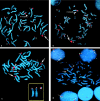 Figure  2