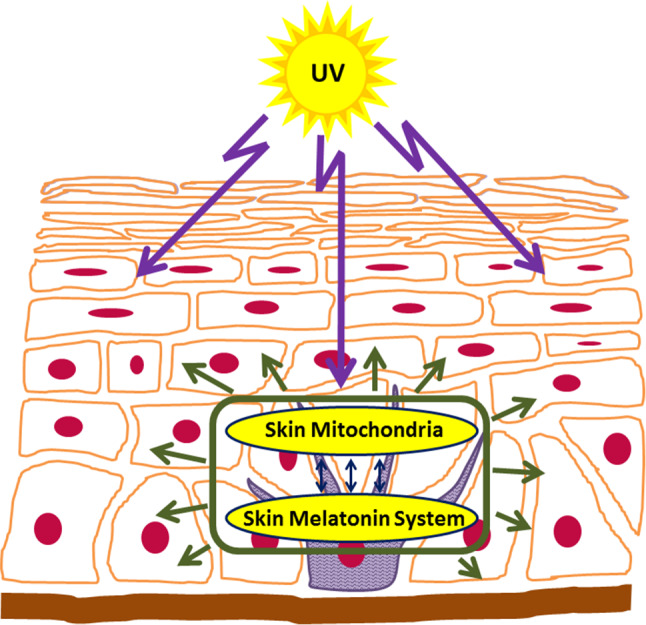 Fig. 1