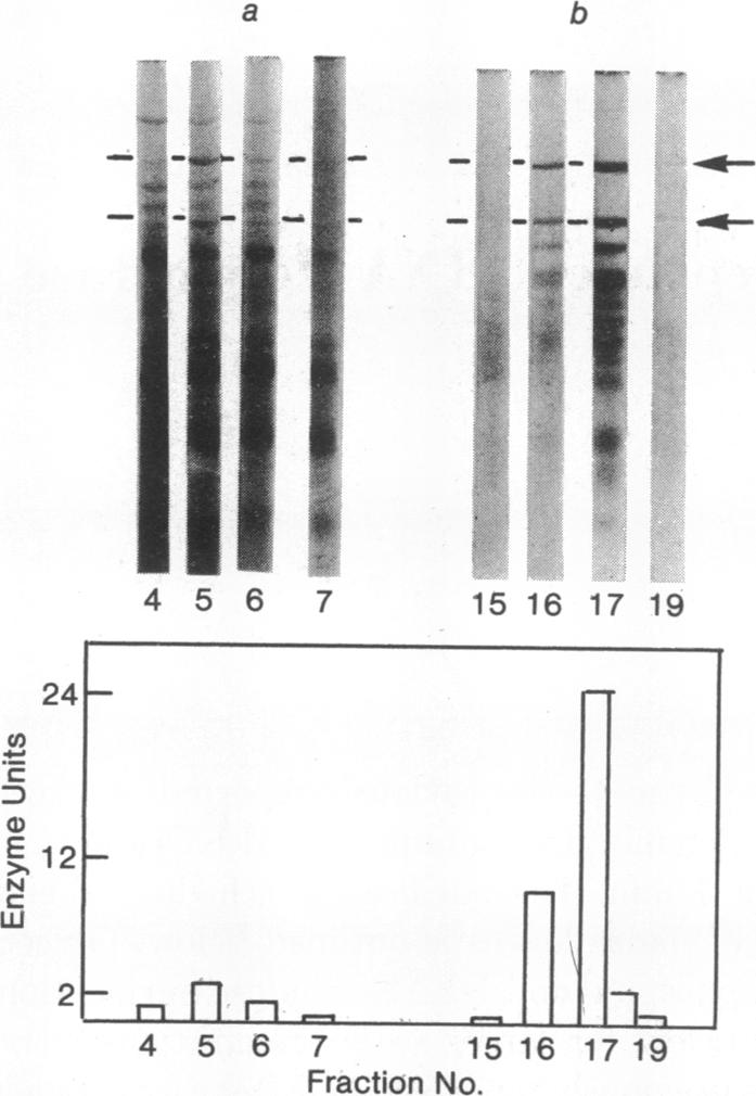 graphic file with name pnas00075-0202-a.jpg