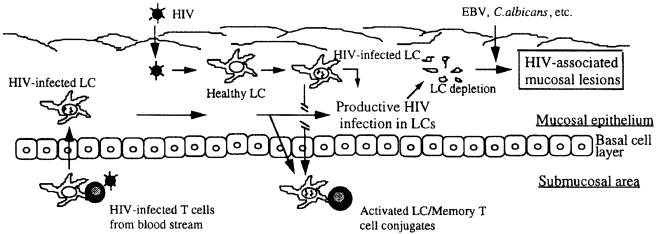 FIG. 1.