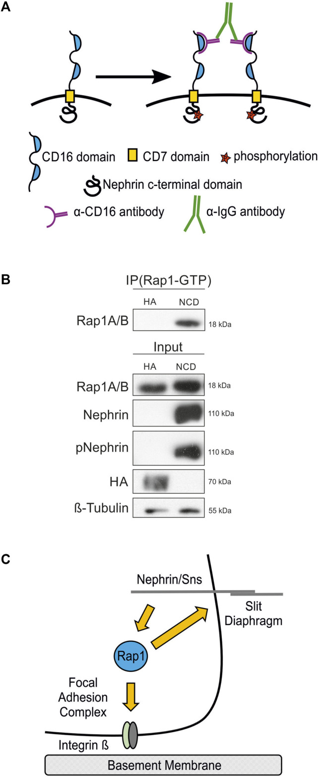 FIGURE 9