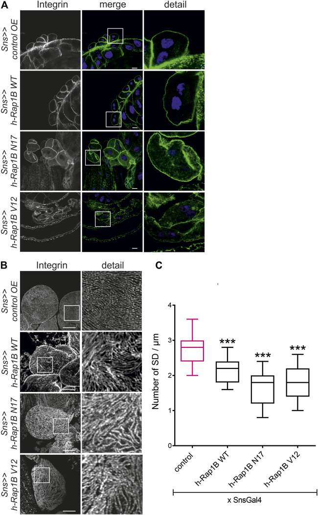 FIGURE 4