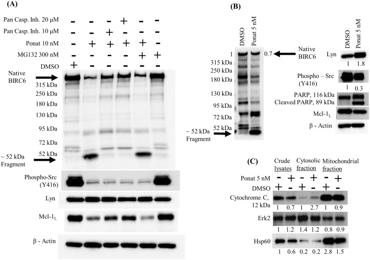 Fig 7