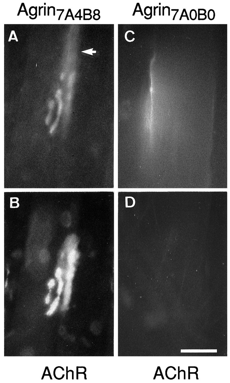 Fig. 8.