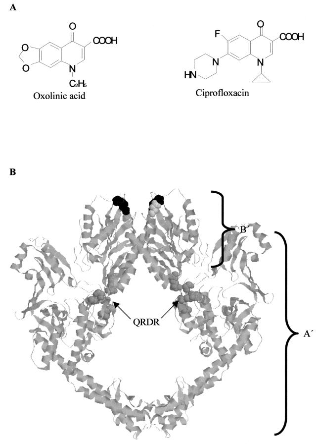 FIG. 1.