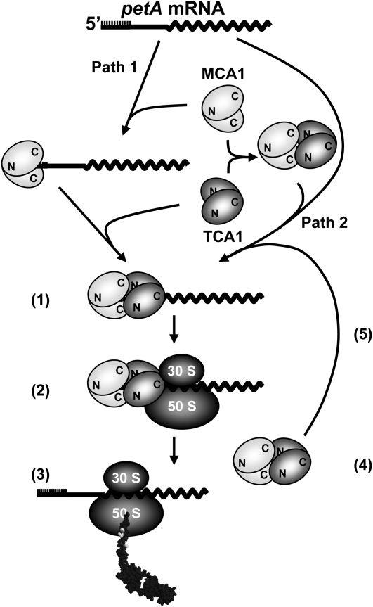 Figure 11.