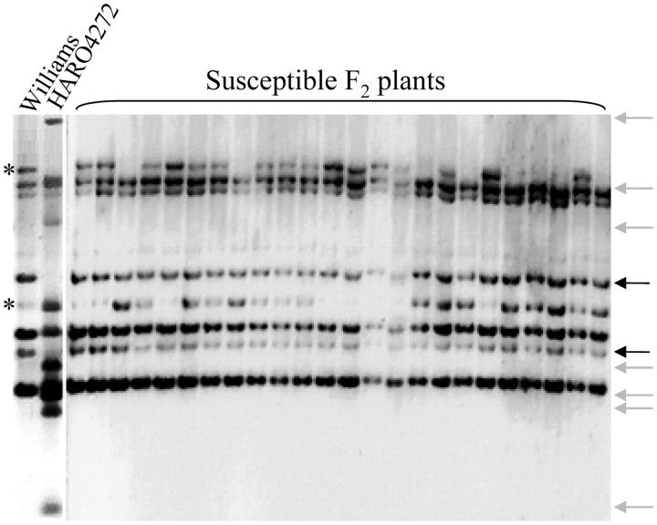 Figure 3.—