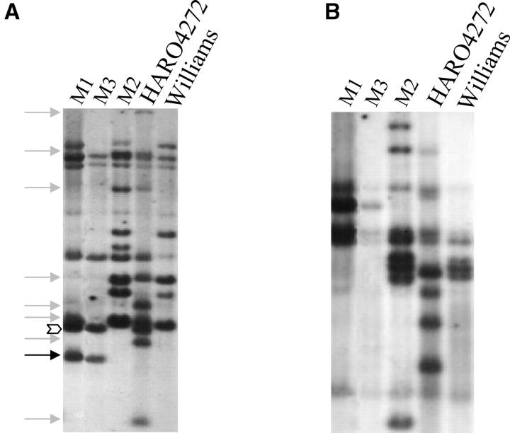 Figure 4.—